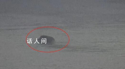 南京一头野猪横渡长江 灵活避开了多艘航行中的轮船