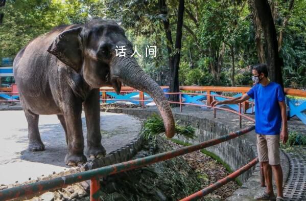 全球最孤独大象去世 享年49岁