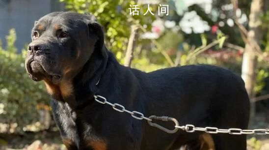 罗威纳犬被成都纳入禁养犬名单 成都禁养犬种有哪些2023