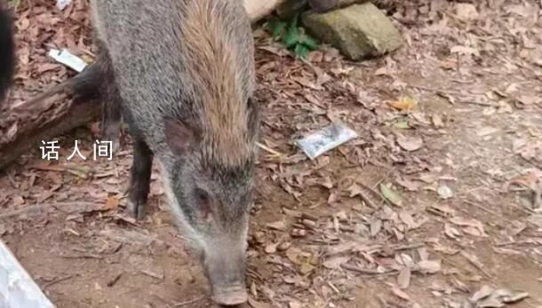 深圳一景区野猪被投喂成网红猪 工作人员回应：安排了人员提醒劝阻