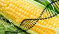51个转基因品种获审定通过 转基因玉米大豆商业化种植的窗口已打开