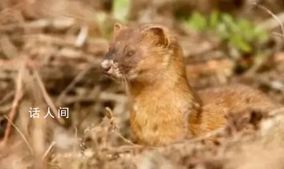 上海男子捕食33只黄鼠狼 被警方抓获