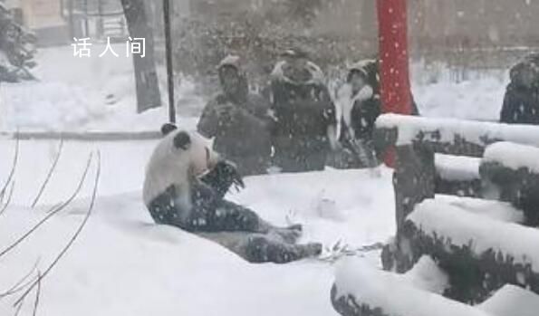 旅俄大熊猫“如意”大雪中吃竹子 十分惬意
