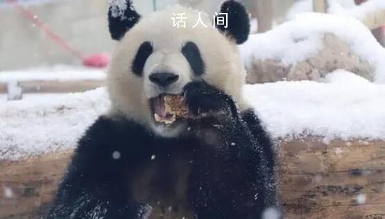 萌兰滚了一身炸裂糖霜 下雪后的北京动物园大熊猫萌兰尽情撒欢