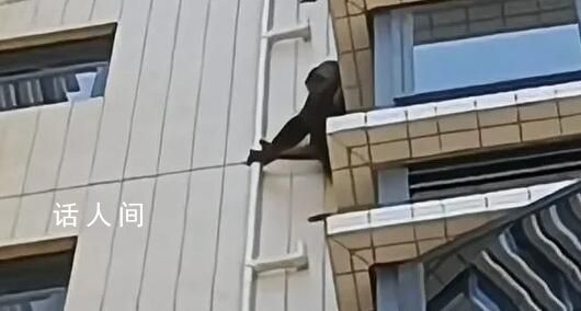 黑猩猩攀爬居民楼?专家:是藏酋猴