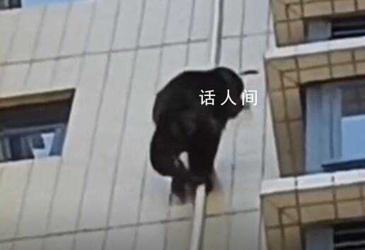 广东有猩猩爬居民楼?物业:没抓住
