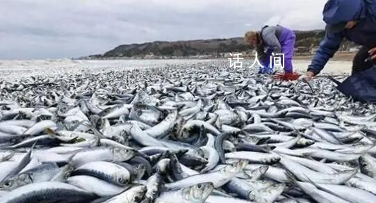 日本离奇死鱼多到渔船寸步难行 日本：与福岛核电站核污染水排海无关