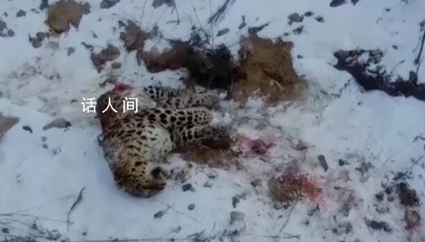 还原东北虎捕杀东北豹搏斗经过 专家：东北豹在家里被害