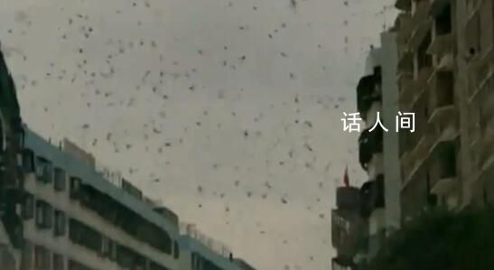 广东汕头一地燕子成群乱飞 场面很是壮观