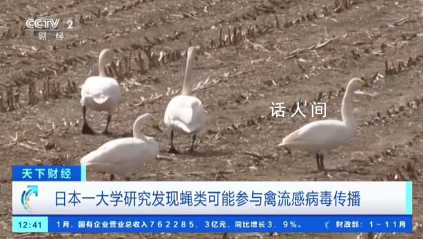日本遭遇最严重禽流感疫情 扑杀家禽1700多万只