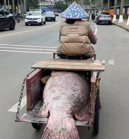 渔民钓到200斤巨型石斑鱼 已被运往新埠岛码头的鱼市贩卖