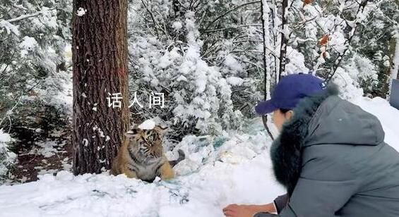 女生和虎宝宝玩雪 老虎无还手之力