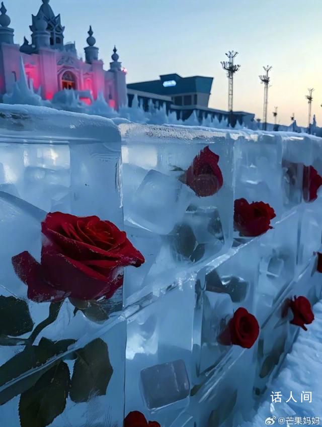哈尔滨冰玫瑰 太浪漫了
