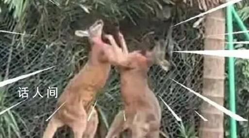 广州一动物园两只袋鼠对打到飞起 战况一度十分激烈