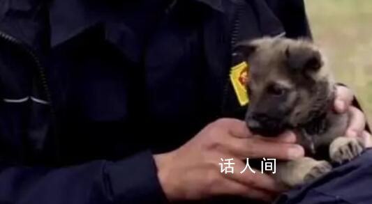警犬父母生下幼犬取名110 民警说它一看就是当警犬的料