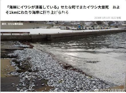 日本北海道海岸再现大量死鱼 回应：鱼群可能是为了逃避捕食而被冲上沙滩