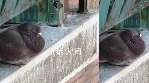 尔滨中央大街鸽子被游客喂成鸽猪 网友：这也太胖了