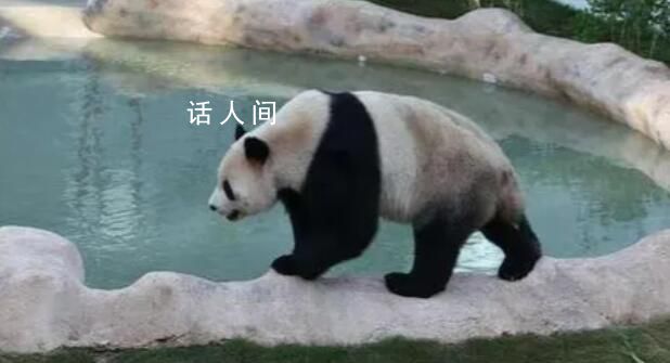 卡塔尔旅游局邀请中国游客去看熊猫 并感受中卡文化的交融
