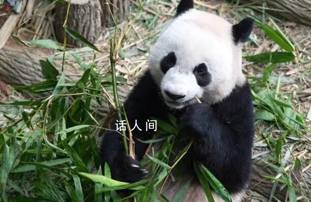 大熊猫叻叻将启程返回中国 当天将返抵中国成都