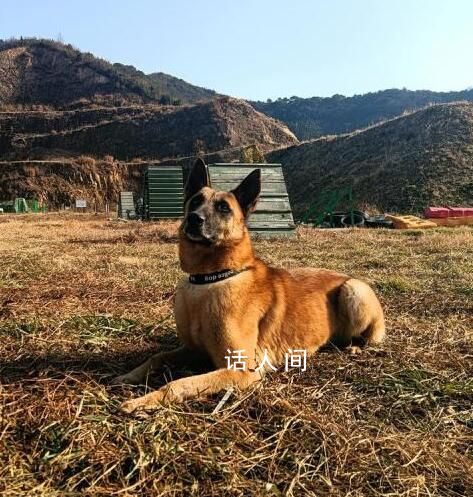 浙江5条退役警犬找领养 最小7岁最大11岁