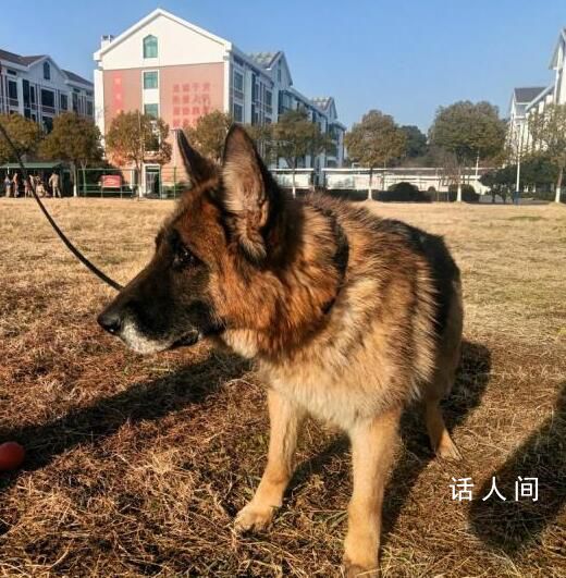 浙江5条退役警犬找领养 最小7岁最大11岁