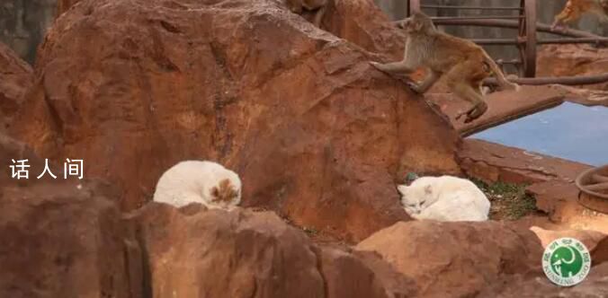 昆明动物园回应猴群与流浪猫共处 为灭鼠患收容流浪猫