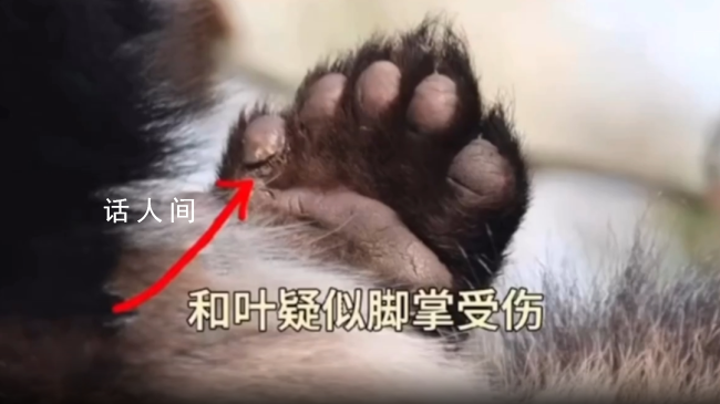 大熊猫和叶因伤暂停营业 兽医已第一时间检查和叶前掌伤处