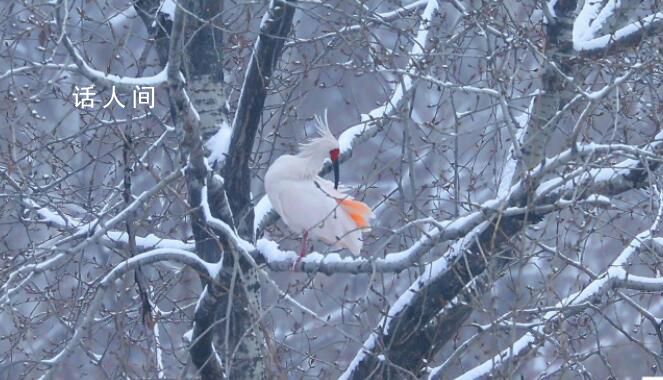 朱鹮雪中起舞水墨画瞬间活了起来 与雪景相映成趣