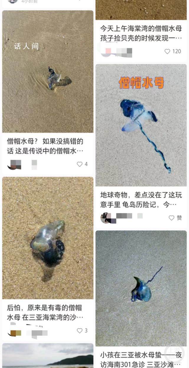 三亚沙滩现多起剧毒水母伤人事件 不过并不严重