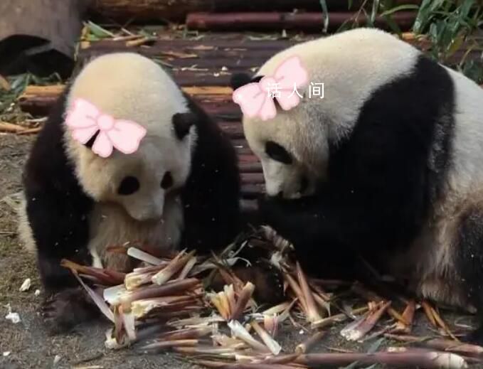 为什么大熊猫性别难识别 大熊猫和叶被鉴定为雌性