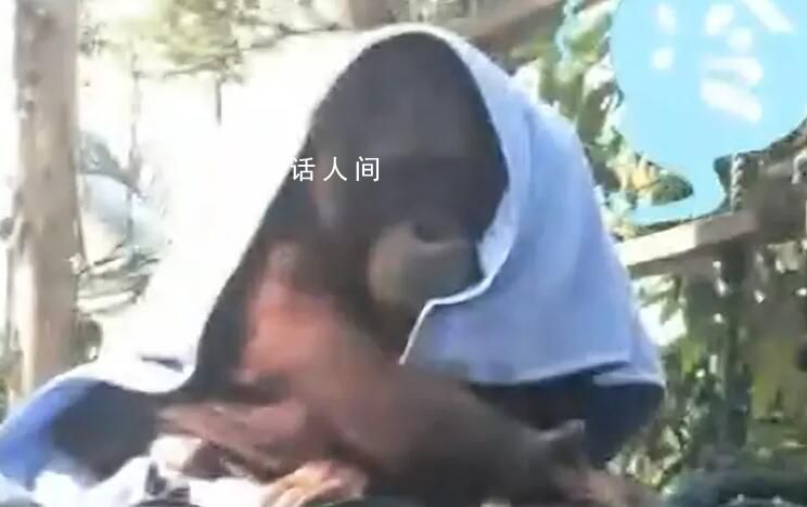 广州动物园猩猩冷到披上毯子 这天气快给猩猩安排上暖风机和毛毯