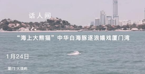 中华白海豚逐浪嬉戏厦门湾 素有美人鱼和水上大熊猫之称