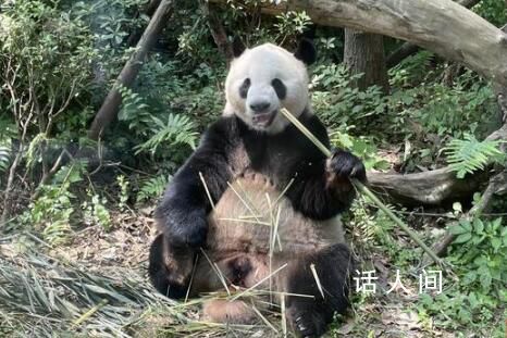 大熊猫全球圈养数量达728只 从104只到728只破解大熊猫繁育三大难题