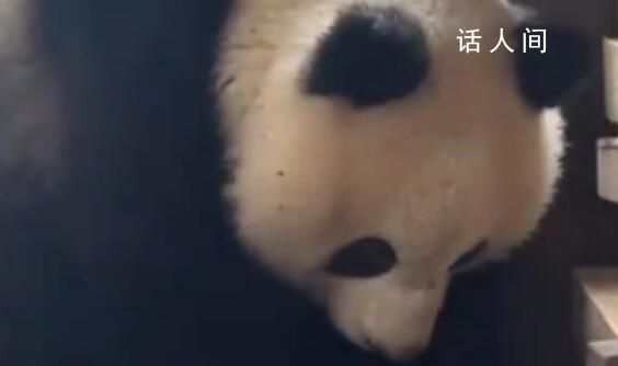 陕西被救助的野生大熊猫安安去世 已经因多器官衰竭去世