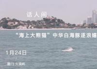 中华白海豚逐浪嬉戏厦门湾 素有美人鱼和水上大熊猫之称