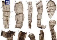 中国发现多细胞真核生物化石 迄今全球最早
