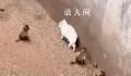 科普作家谈昆明动物园猴群与猫共处 猴群大概率会和猫群起冲突