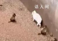 科普作家谈昆明动物园猴群与猫共处 猴群大概率会和猫群起冲突