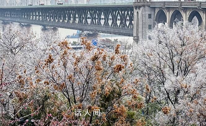 武汉冻雨形成雨凇景观 万物表面都冻结出冰层