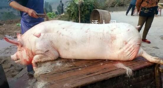 姐妹花2600元合伙买了一头年猪 最后获肉140多斤