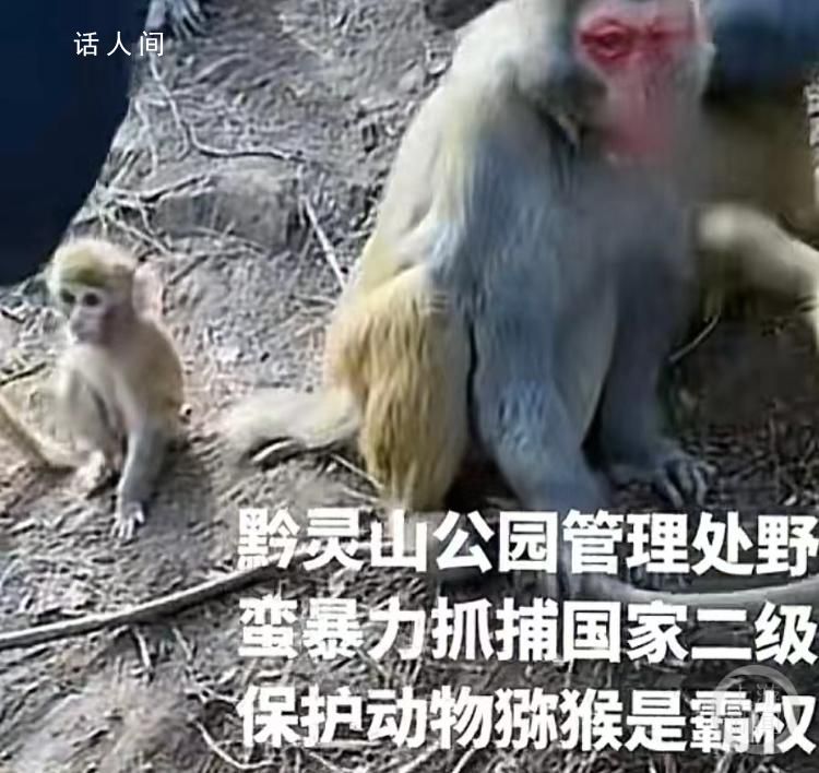 官方回应黔灵山多人抓猕猴变卖 进行科学分流