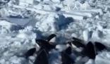 日本北海道10余头虎鲸被困浮冰 目前船只无法靠近