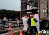 18只年猪高速上集体“出逃” 交警用反光锥桶围成猪圈捉拿