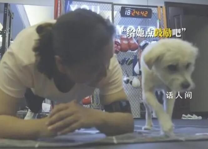 陪贾玲训练的狗是拍李焕英时捡的 乐莹微信头像都是它