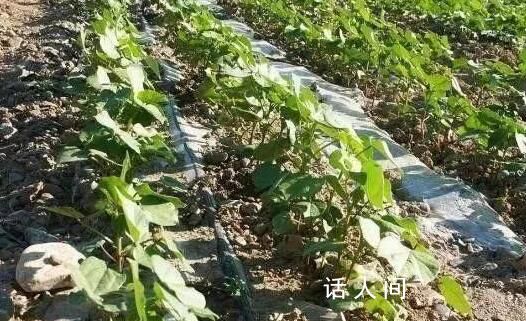 日本发现防农作物虫害新方法 将防虫网换成红色