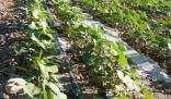 日本发现防农作物虫害新方法 将防虫网换成红色