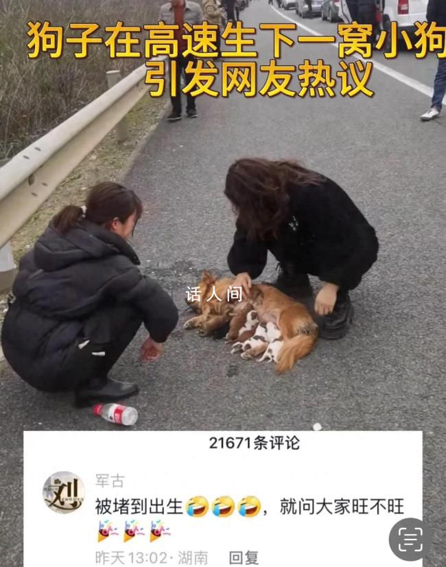 狗子在高速被堵到生下一窝狗崽 这一幕感动了无数人的心