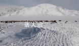 蒙古国近66.8万头牲畜死亡 在严寒与暴风雪天气中死亡