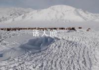 蒙古国近66.8万头牲畜死亡 在严寒与暴风雪天气中死亡