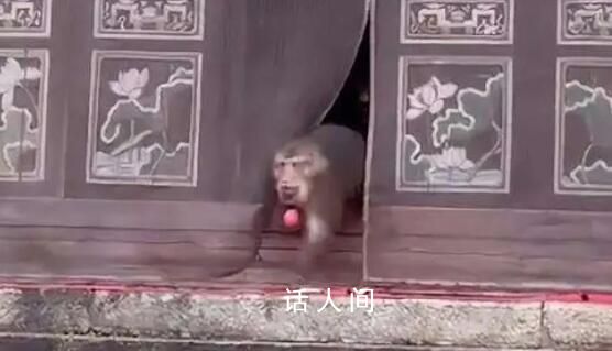 泼猴组团大闹寺庙偷拿贡品 ，猴子是野生的不好干预